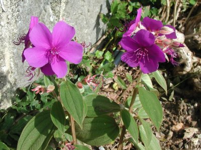 Monte: Flores