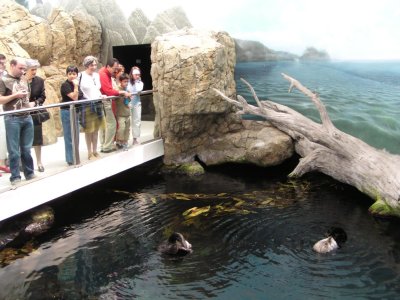 Oceanário de Lisboa: lontras
