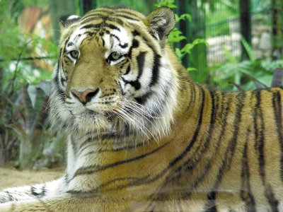 JZL: Tigre