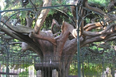 Príncipe Real: Cedro-do-Buçaco