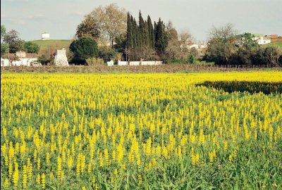 Vila de Frades