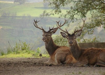 TNM: Veados (Cervus elaphus)