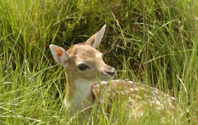 TNM: Gamo (Dama dama)