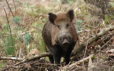 TNM: Javali (Sus scrofa)